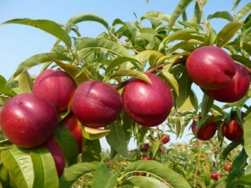 Нектарин купить саженцы из питомника {2}